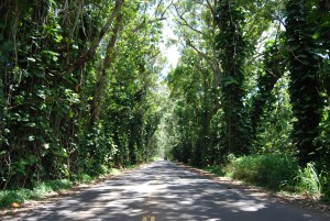 Tree Tunnel 